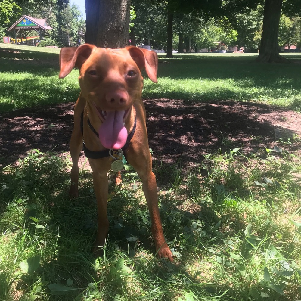 Meet your Posher, Lily